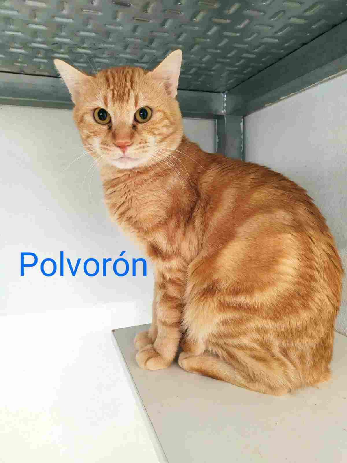 Polvoron