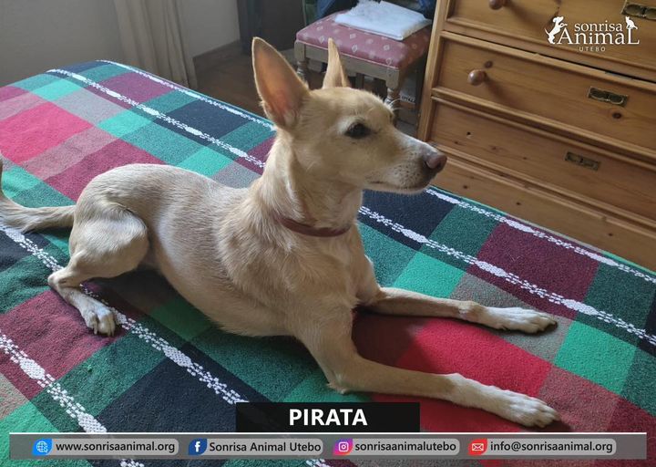 Pirata